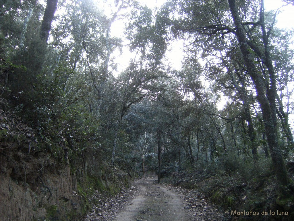 Bosques camino de El Morer